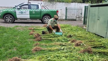 Carabineros decomisa 200 plantas de marihuana ocultas en una quebrada en Hualañé