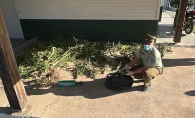 Detienen a joven de 25 años tras incautación de más de tres kilos de marihuana en Hualañé