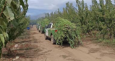 Escondidas entre eucaliptos: Hallan 500 plantas de marihuana de hasta dos metros en sector rural de Molina