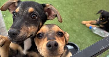 Municipalidad de Curicó invita a gran jornada de adopción canina este sábado