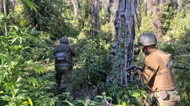 Carabineros incauta 450 plantas de marihuana ocultas a orillas del estero Río Claro en Molina