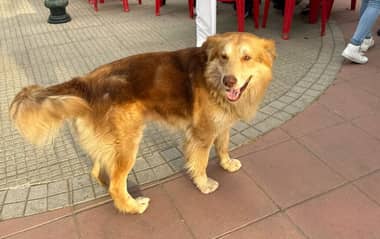 Agrupación Paticorta busca un hogar definitivo para "Rucio" tras exitosa intervención en la Veterinaria Municipal