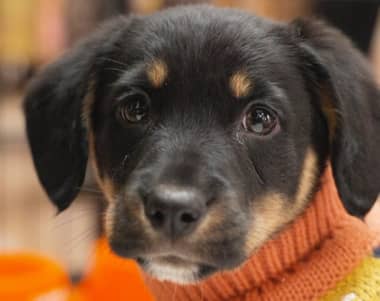 Casaideas y Fundación La Pandilla Romeral realizarán jornada de adopción de perros en Curicó