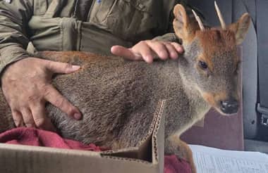 Carabineros rescatan a pudú herido en el sector de Gualleco y gestionan su atención veterinaria