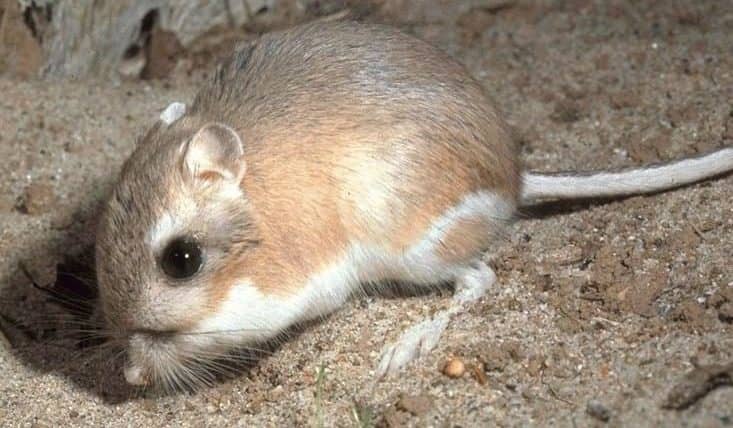 Captan en video a rata canguro golpeando a una serpiente con patada “ninja”