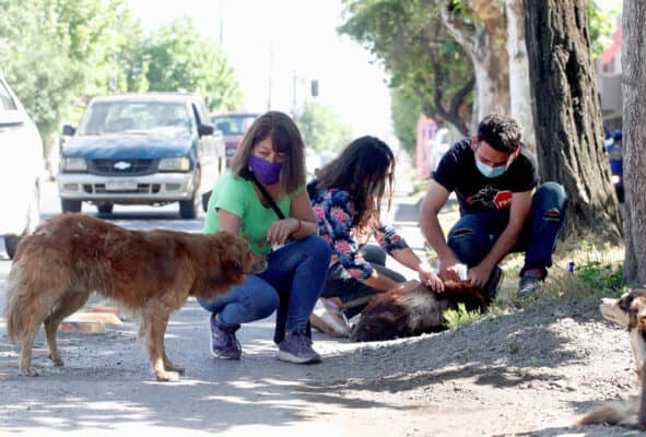 Municipio de Curicó y agrupaciones animalistas realizaron operativo veterinario a perros callejeros