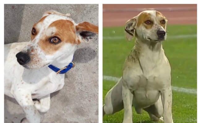 ¡Vuelve Johnny! Paticorta incentivará a la adopción en partido de Curicó Unido