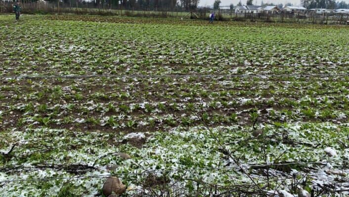 Diputado Felipe Donoso exige al Gobierno activar seguros y entregar ayuda a agricultores afectados por la nieve
