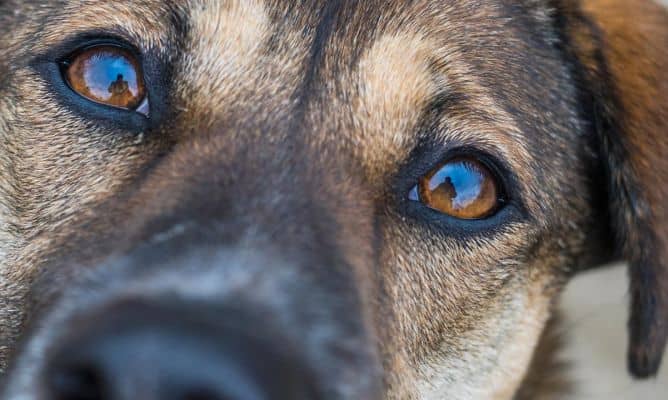 Vecina de Curicó denuncia mutilación de mascota y posible vínculo con sujeto que destripó a un perro