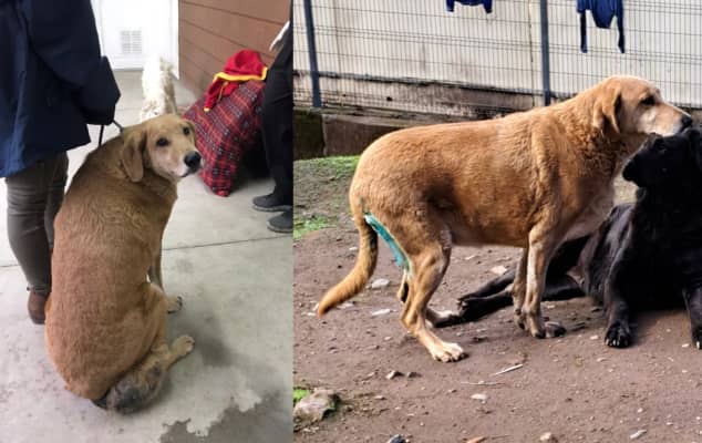 Perrita con tumor de 2.4 kilos fue exitosamente operada en Curicó