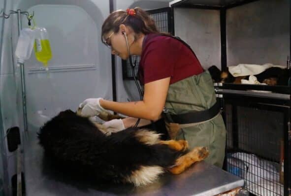 Centro Veterinario Municipal de Curicó respondió a polémica por entrega de perros rescatados desde refugio Almas En el Camino