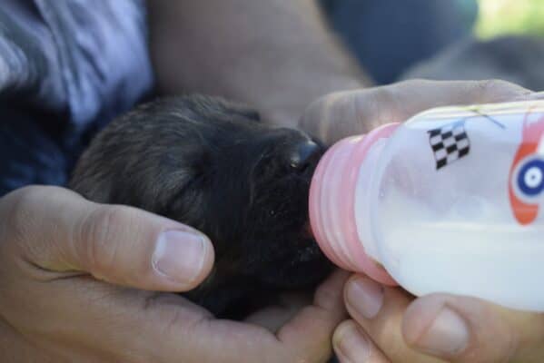 Impulsan campaña de adopción de siete cachorros abandonados dentro de un saco en Molina