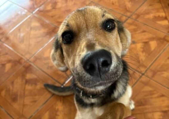 Navidad con conciencia: Colmevet advierte que las mascotas no son juguetes y llama a evitar la adopción impulsiva