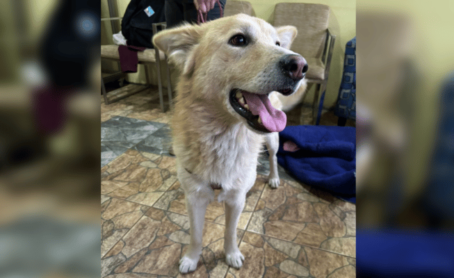 Agrupación Paticorta rescató a perro que sufrió maltrato y abuso sexual en Curicó
