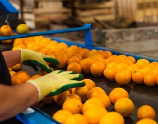 Trabajadora de 66 años fallece tras ser atropellada por grúa horquilla en planta frutícola de Teno