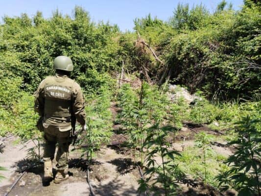 OS7 de Carabineros encontró cultivo con 176 plantas de marihuana en Potrero Grande