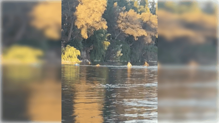 Pescadores deportivos denuncian uso de redes de arrastre en el Río Mataquito