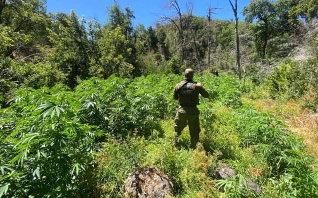 Carabineros incauta 166 plantas de cannabis en operativo con drone en Potrero Grande