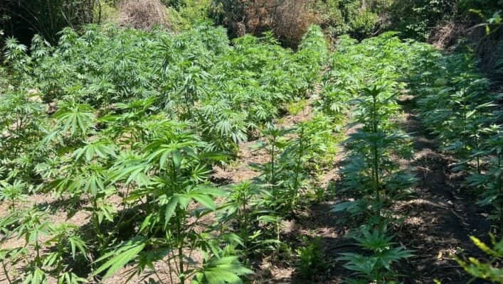 OS7 erradica cerca de dos mil plantas de cannabis en la precordillera del Maule