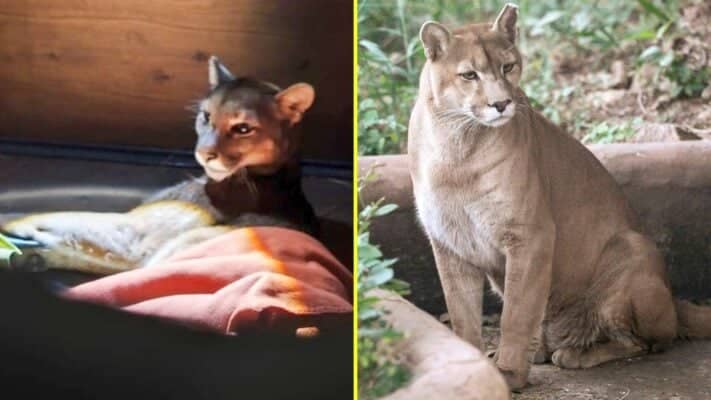 Muerte de puma joven atropellado impulsa llamado a precaución vial en verano