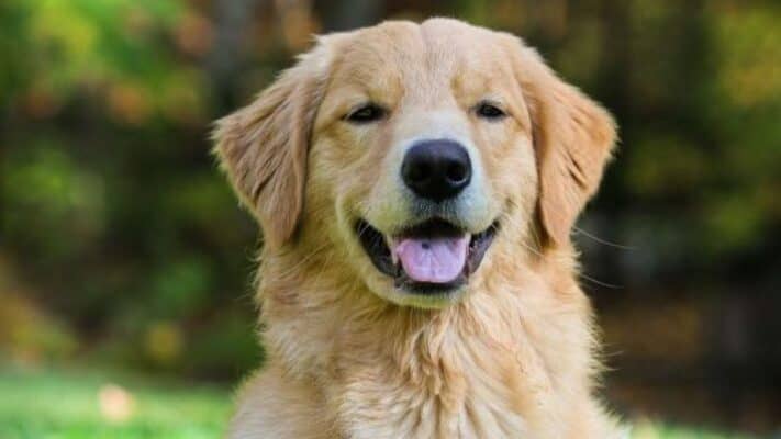 Hombre mata a perro Golden Retriever en Salamanca: dijo que lo confundió con un conejo