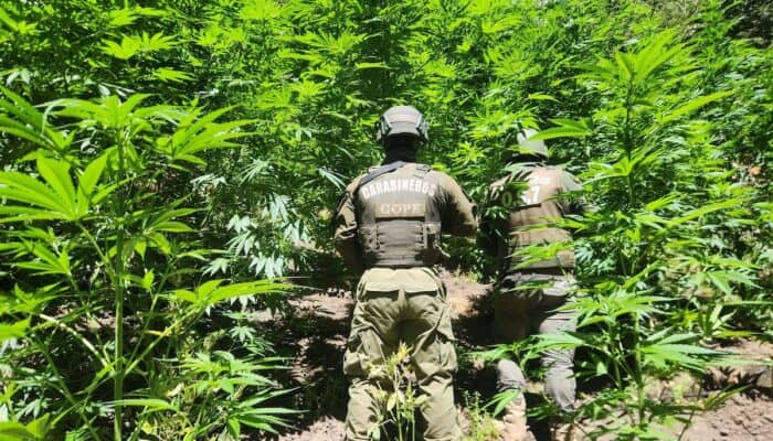 Potrero Grande: Descubren cultivo ilegal con miles de plantas de marihuana en Quebrada El Manzano