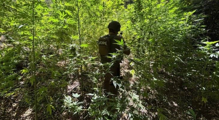 Carabineros incauta y destruye más de 7.400 plantas de marihuana ocultas en la precordillera de Romeral