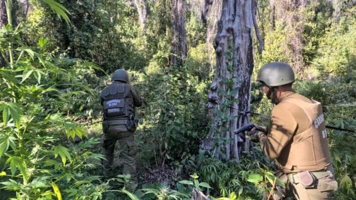 Carabineros incauta 450 plantas de marihuana ocultas a orillas del estero Río Claro en Molina