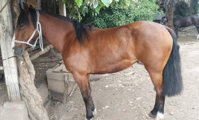 Millonario robo en Molina: delincuentes sustraen doce caballos chilenos desde el sector La Palmilla