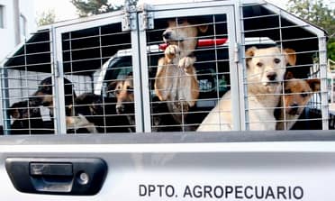 Municipio de Curicó trasladó a 62 perros que estaban en canil de Población Puente Alto