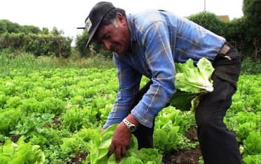 Gobierno entregó 700 sacos de fertilizantes para 100 agricultores No INDAP de Rauco y Sagrada Familia