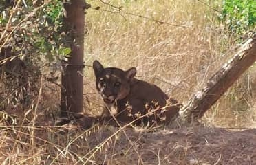 Vecinos advierten presencia de pumas en cerro Traluñé de Molina