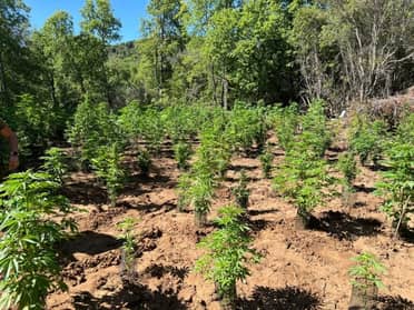 Carabineros del OS7 incautó más de mil plantas de marihuana en sector Las Vertientes de Curicó