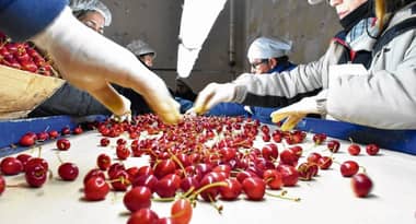 Cerezas chilenas marcarán nuevo récord en próxima temporada con aumento de 59% en exportaciones