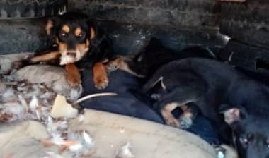 Vecinos denuncian alta presencia de perros abandonados en Viluco