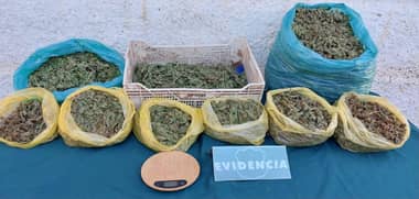 Madre e hijos fueron detenidos por cultivo y tráfico de marihuana en Hualañé