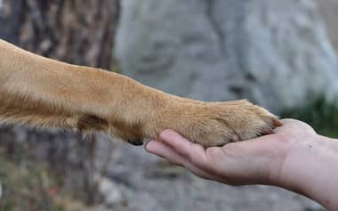 Fundación Paticorta realizará jornada de adopción de perros este sábado en la Alameda de Curicó
