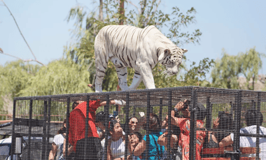 Cuidadora del Parque Safari de Rancagua falleció tras ser atacada por un tigre