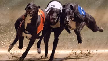 Diputadas y diputados rechazaron proyecto que prohibía carreras de perros