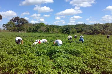 Empresa contratista de Curicó es investigada por denuncia de trabajo forzado masivo de inmigrantes