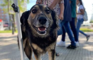 Este miércoles se realizará una nueva jornada de adopción canina en la Alameda Manso de Velasco