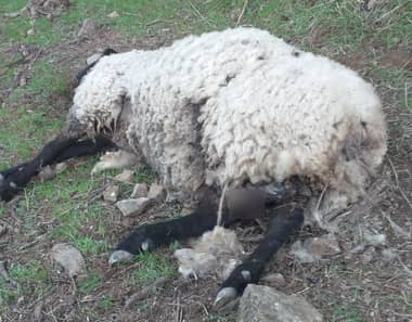 Criancero de Hualañé denunció que perros domésticos matan a ovejas preñadas y con crías recién nacidas