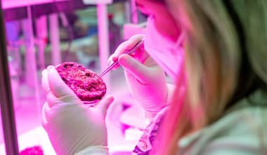Agricultura espacial: Desarrollan cultivos de tomates y lechugas que podrían subsistir en Marte