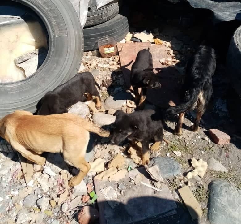 Alertan sobre jauría de perros abandonados en malas condiciones bajo el Puente Teno