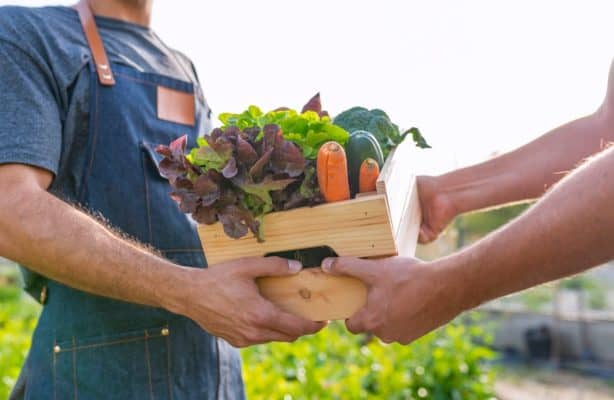 Hortaliceros de Curicó en crisis por precios ínfimos: Lechuga a $50 la unidad