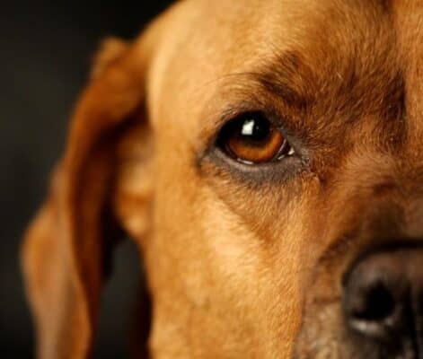 Ahora es más fácil denunciar maltrato animal: Carabineros habilita módulo en Comisaría Virtual