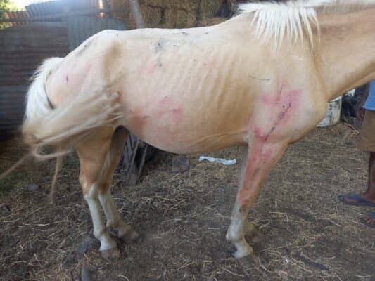 Murió yegua baleada por agricultor en Tutuquén