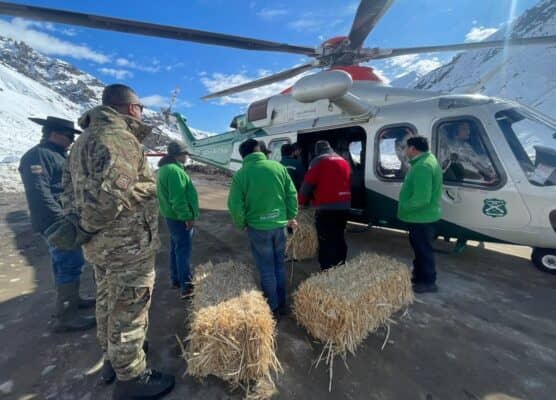 Ejército y Carabineros asistieron operativo para trasladar forraje a ganado aislado en la cordillera del Maule