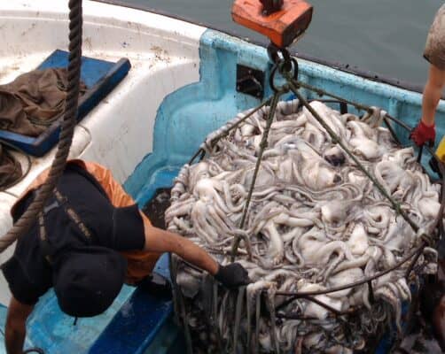 Diputado Alexis Sepúlveda y subsecretario de Pesca descartan cambios en la captura de la jibia