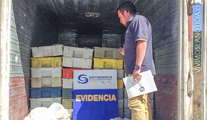 Decomisan 8 toneladas de merluza proveniente del Maule